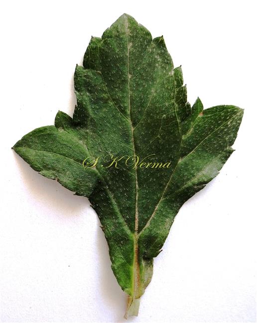 Leaf-Adaxial view